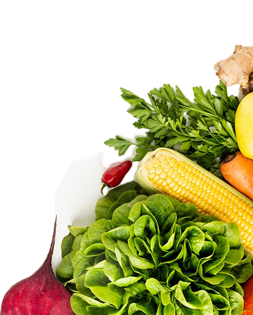 Fresh lettuce corn carrot beet ginger and herbs