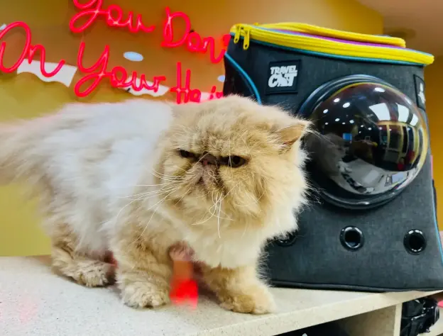 Eccommerce Blog Images