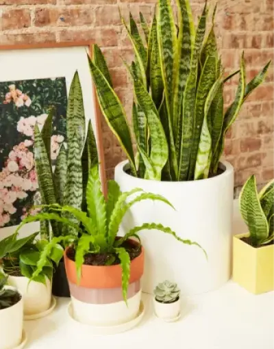 Catagory Product Images