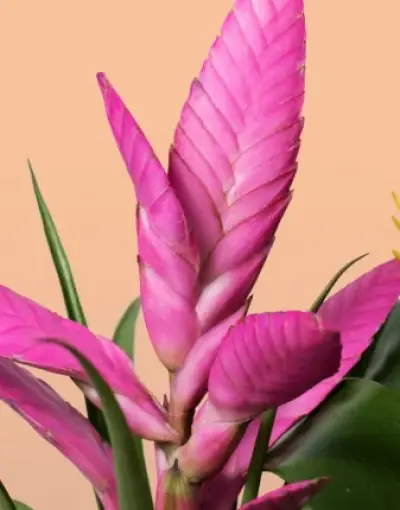 Catagory Product Images