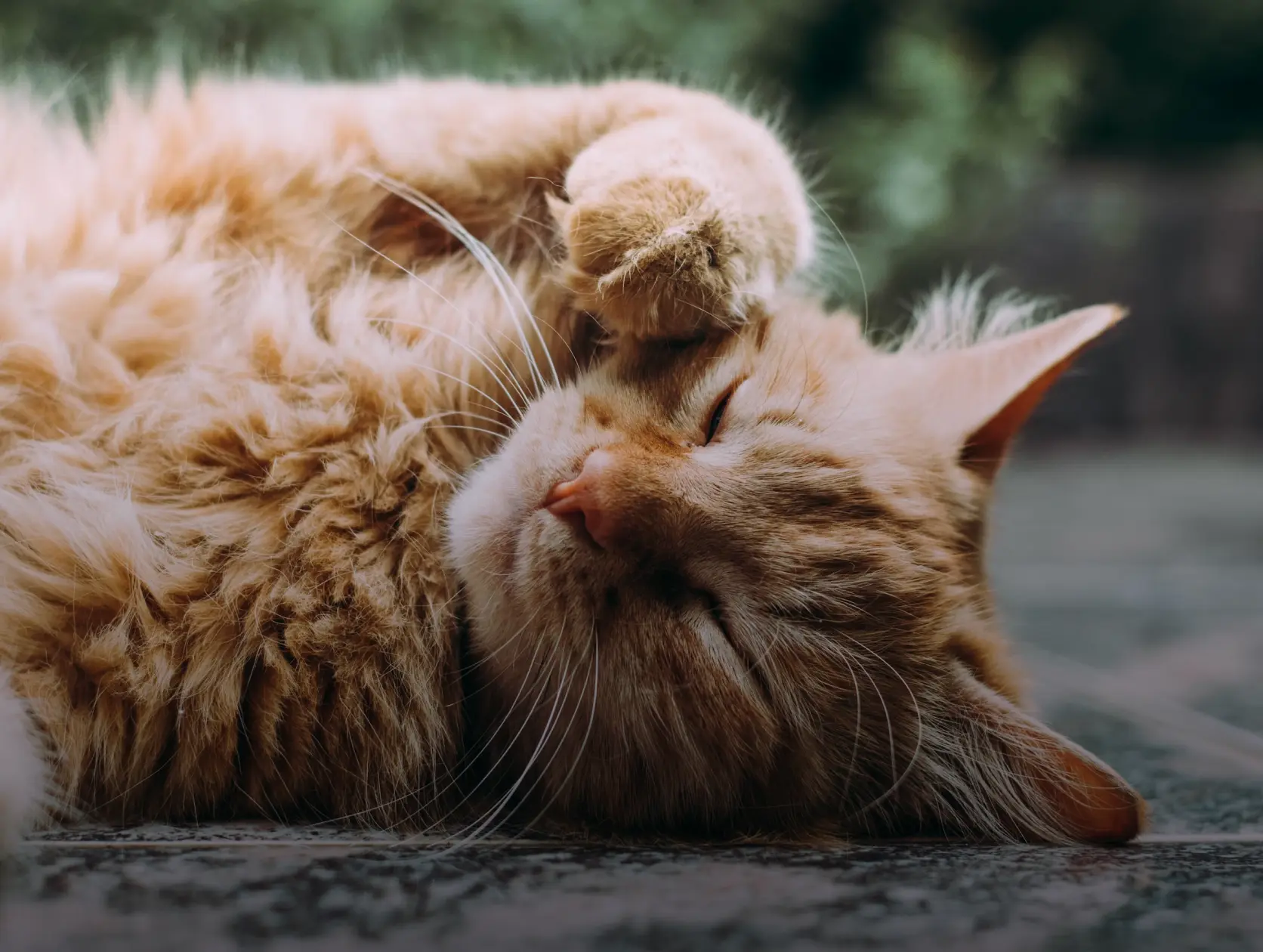 Catagory Product Images