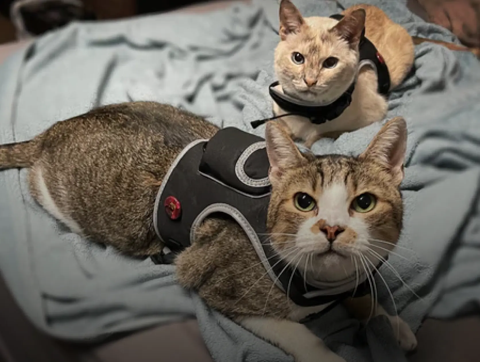 Catagory Product Images